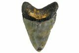 Bargain, Megalodon Tooth - North Carolina #152912-1